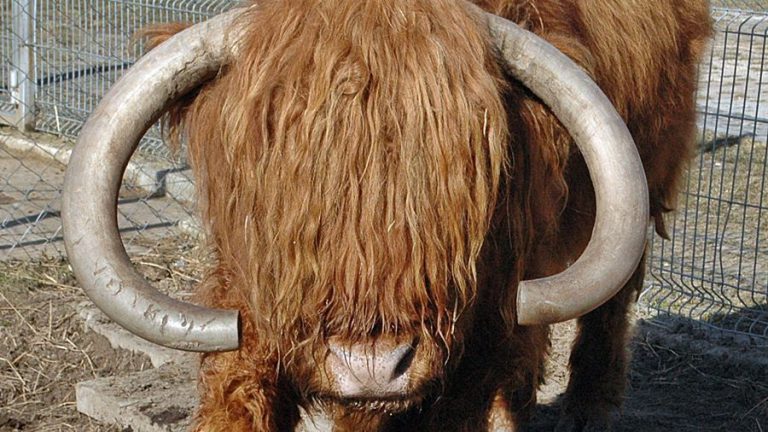 attractions 5 768x432