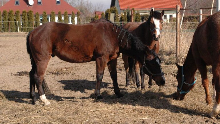 attractions 6 768x432