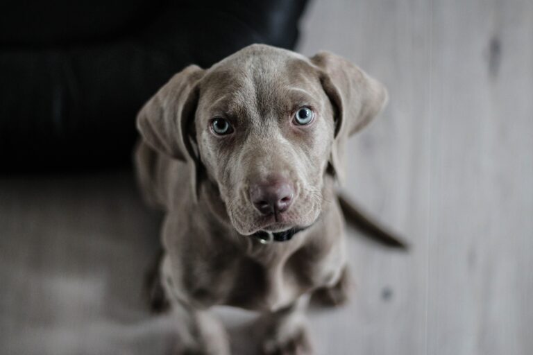 weimaraner g6c80b7828 1920 768x512