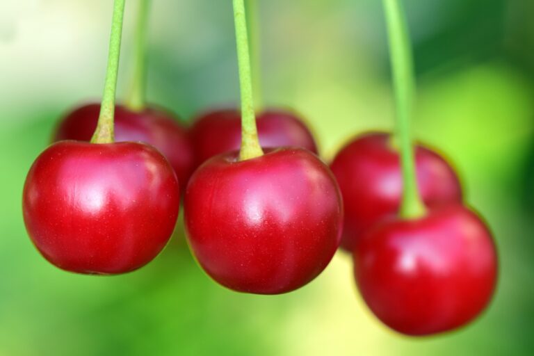 cherries 3477927 1920 768x512