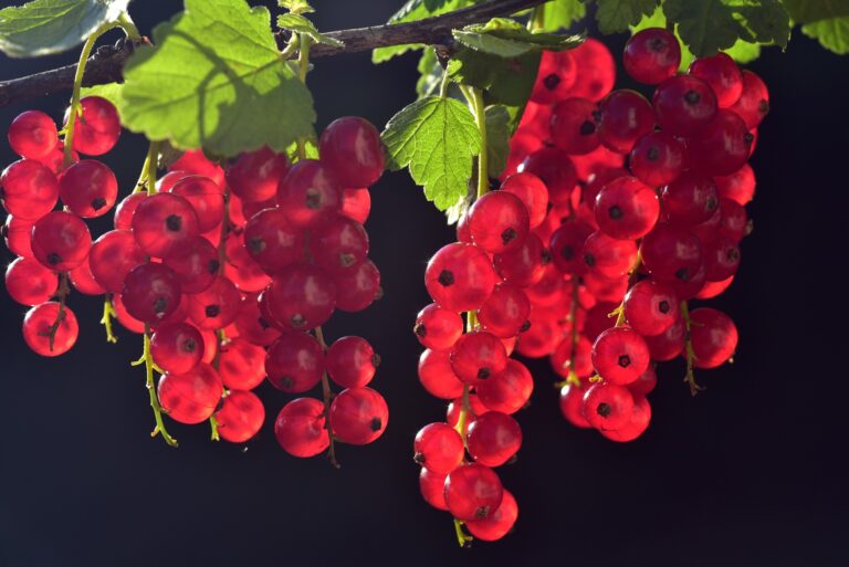 currants 3538617 1920 768x513